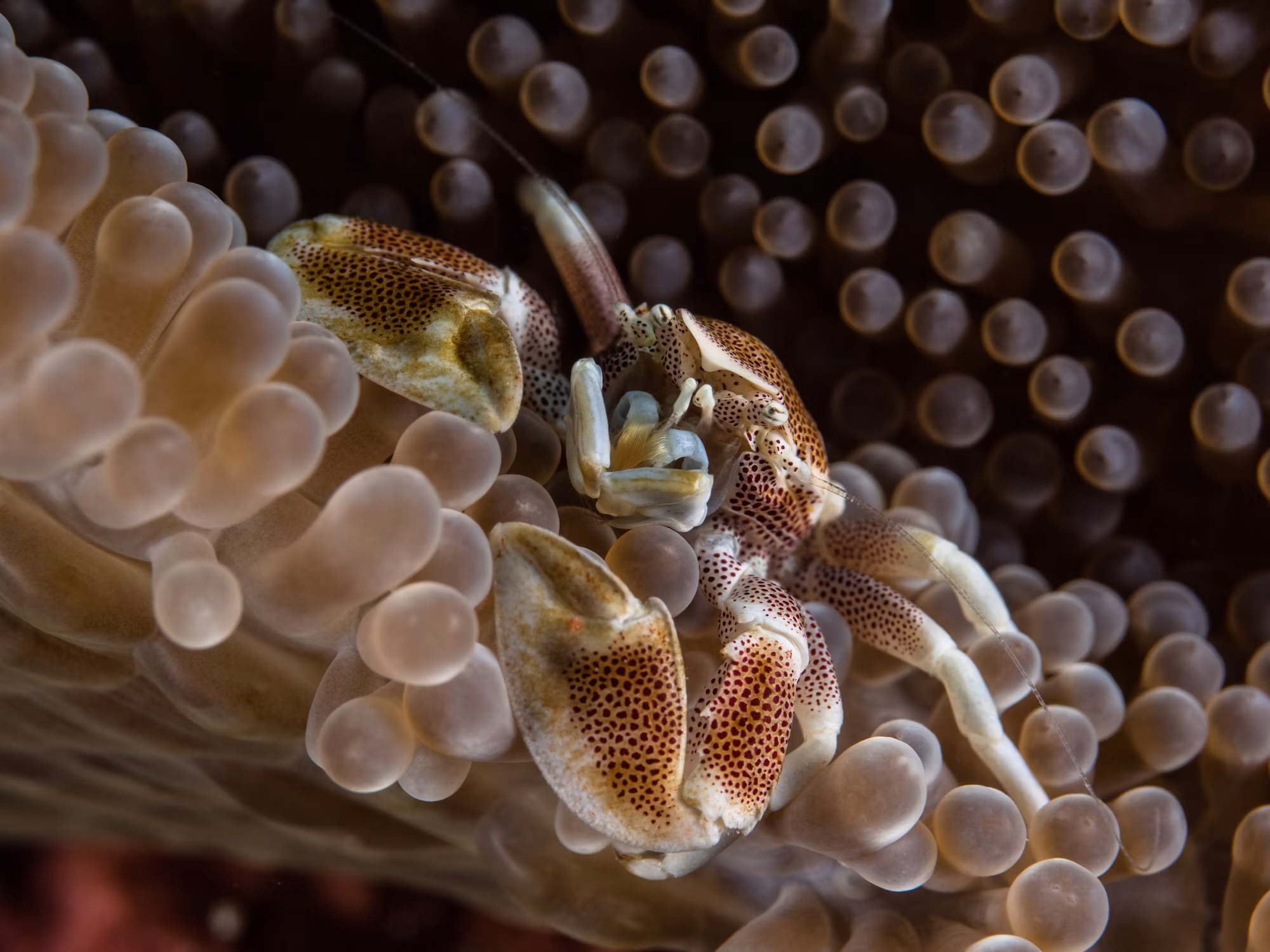 Diving Into Adventure: A Guide to the World’s Most Thrilling Diving Experiences
